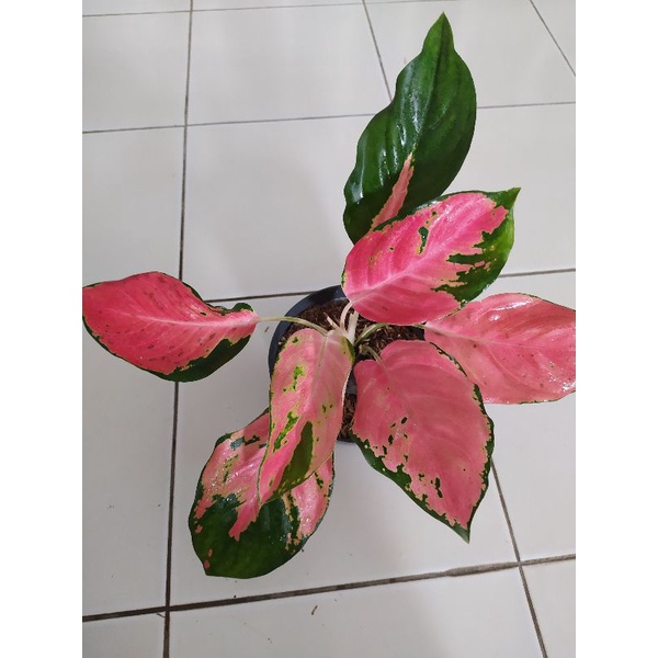 aglonema kochin compacta