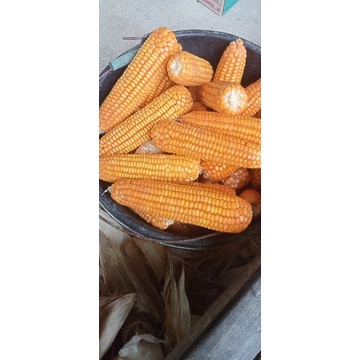 

jagung kering