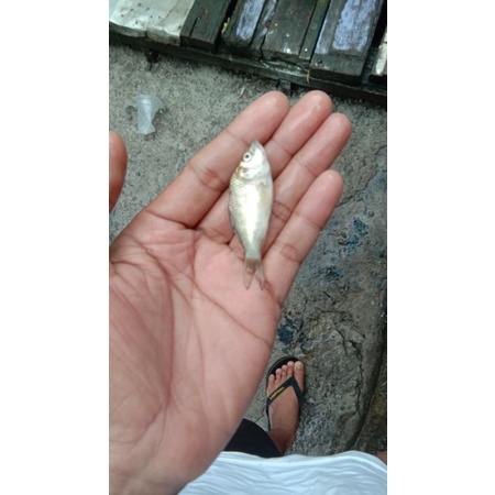 bibit ikan mas super