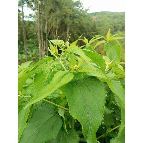 

Daun Kirinyuh Herbal 500gram