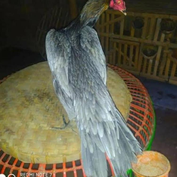 

(K6)Y☎) telur vertil ayam bangkok ekor lidi top produk