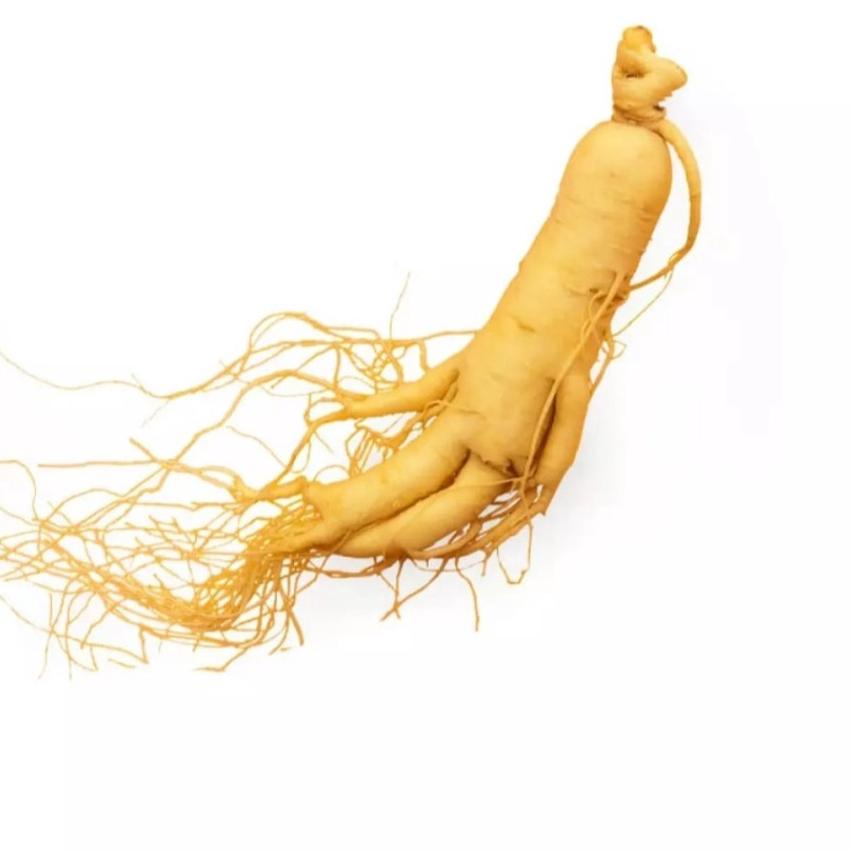 

TERBAIK Seduh Pertama - Ginseng Segar China Kemasan Vakum / Fresh Ginseng Root...