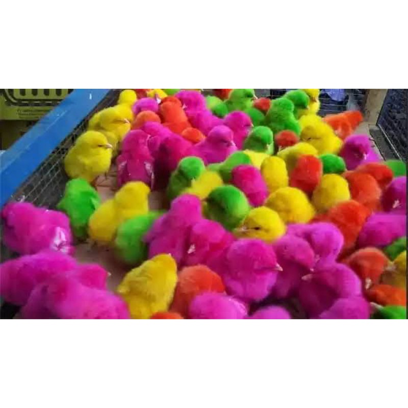 

Ayam warna warni - doc ayam warna warni- bibit ayam warna warni