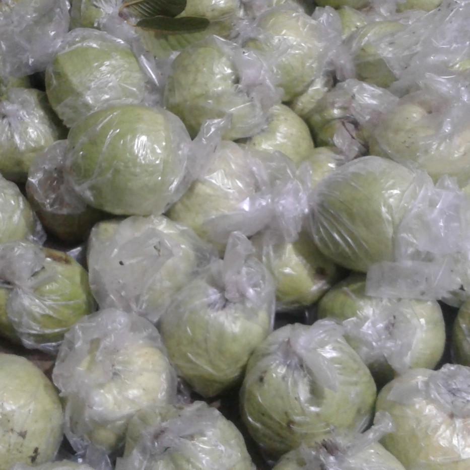 

TERMURAH 1kg jambu kristal putih segar diskon ❂ 872
