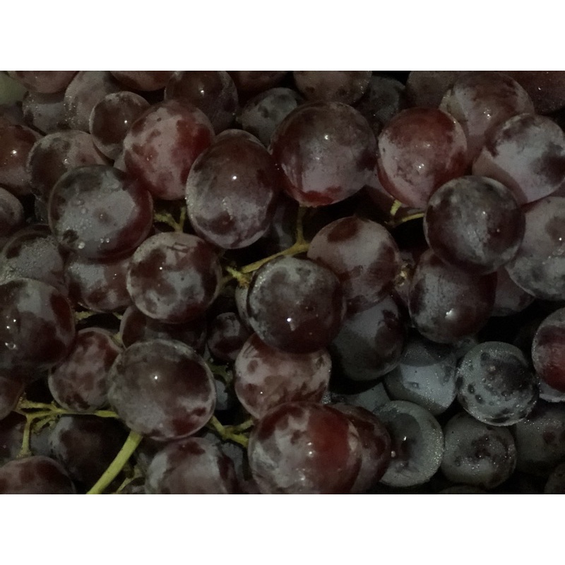 

anggur merah import