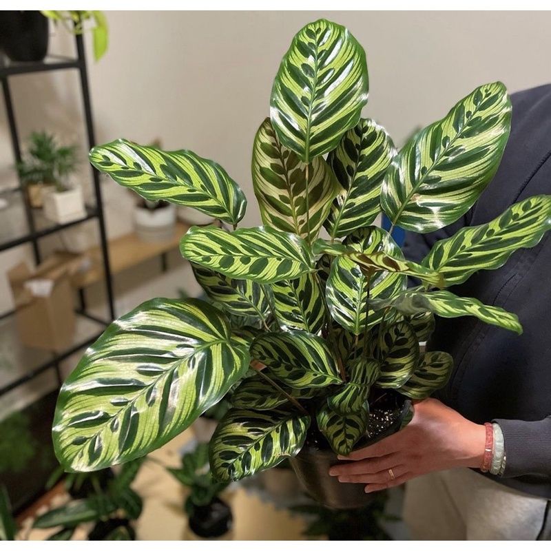 Tanaman Hias Calathea Makoyana Bunga hidup - tanaman hias hidup Calathea makoyana - tanaman hidup