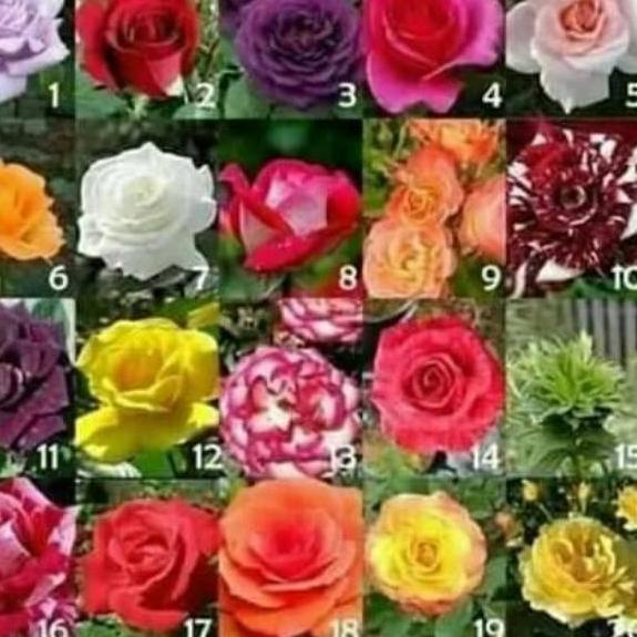 ✓ MAWAR PAKET 10 POHON MAWAR HOLLAND KELOPAK BESAR ⇄