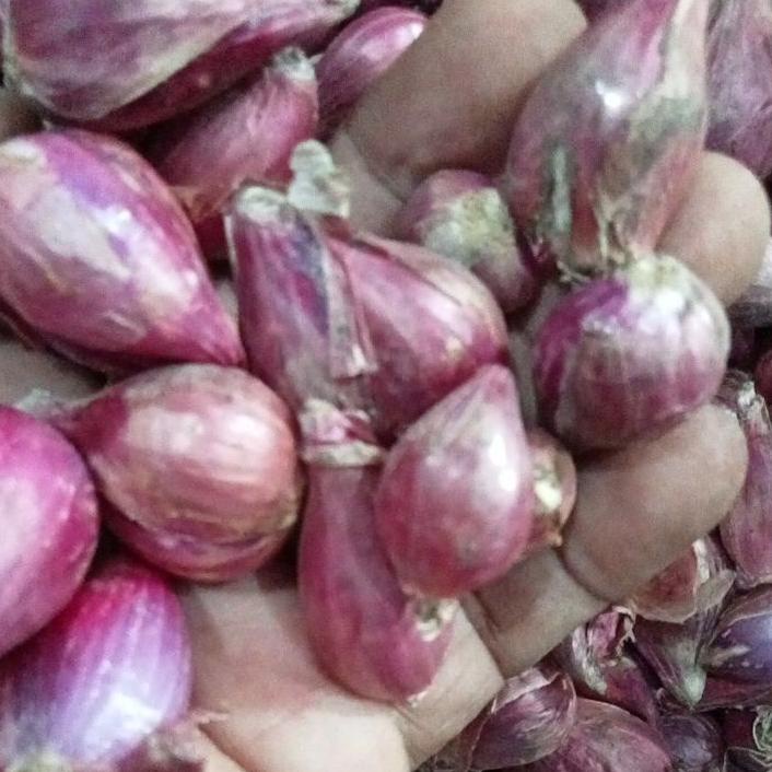 

RR4✣ BAWANG MERAH BREBES UKURAN SEDANG 1 KG TREN MASA KINI