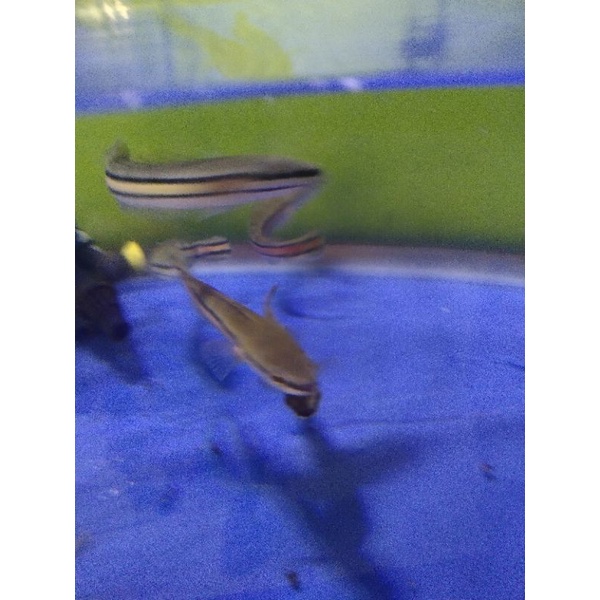 gabus Toman size 20cm