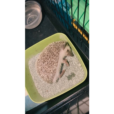 anakan landak mini (jakarta)