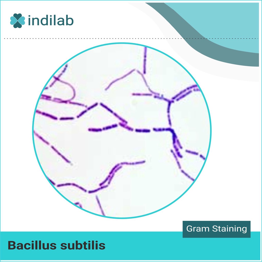 Kultur bakteri isolat Bacillus subtilis on petridish