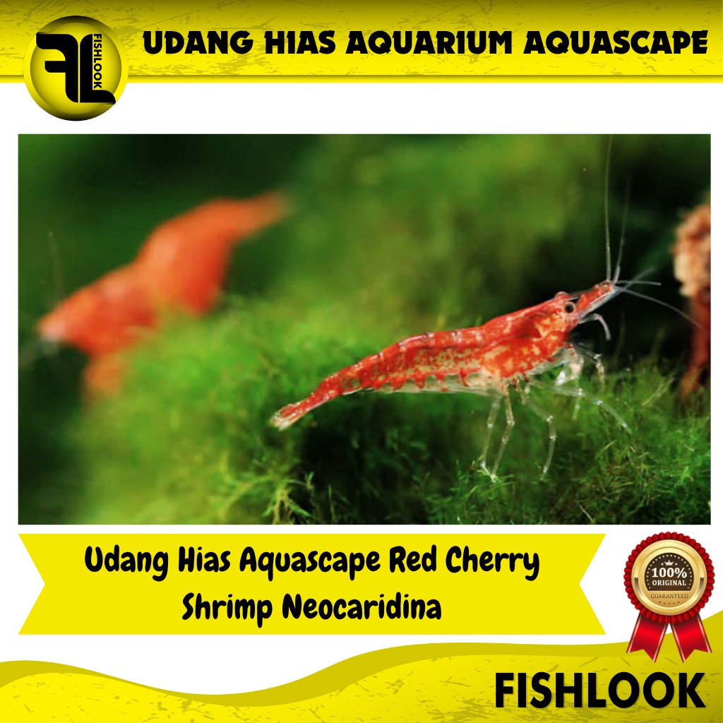 Udang Hias Aquascape Red Cherry Shrimp Neocaridina Aquarium Air Tawar