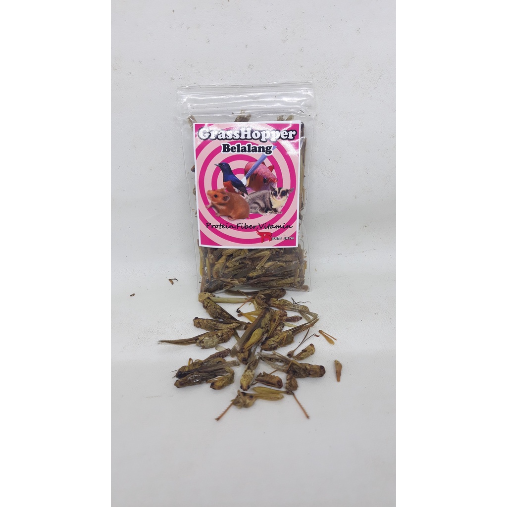 BELALANG KERING 7 GRAM GRASSHOPPER PAKAN ARWANA HAMSTER