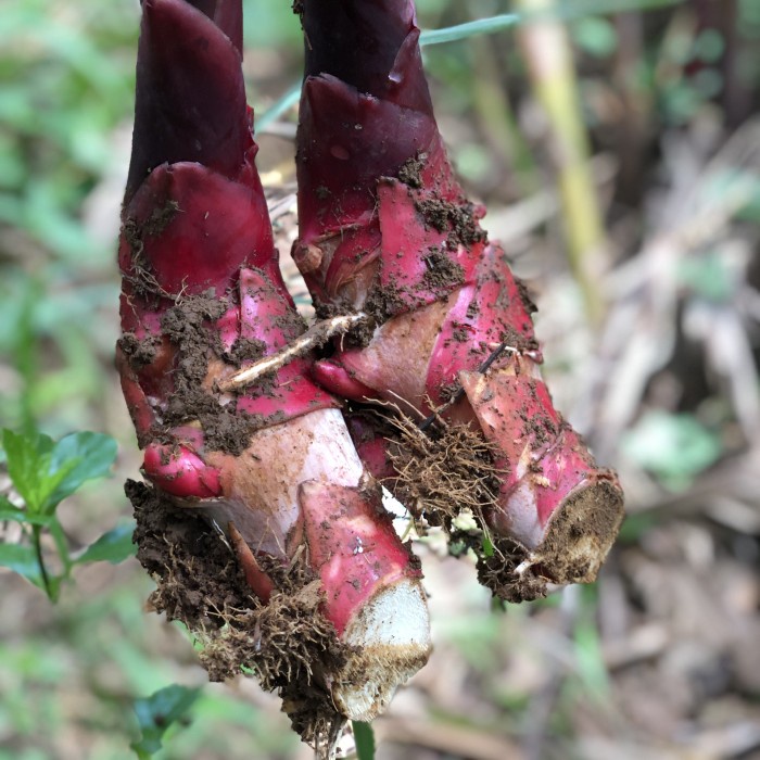 Bibit Tanaman Kecombrang Honje Bongol buah pink Segar 300gr QQ33