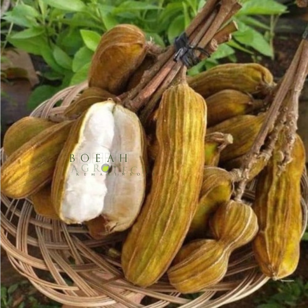 Bibit Tanaman Kacang Es Krim/ Bibit Ice Cream Bean / Bibit Buah Salju/ Bibit Buah Pacay Unik dan Langka