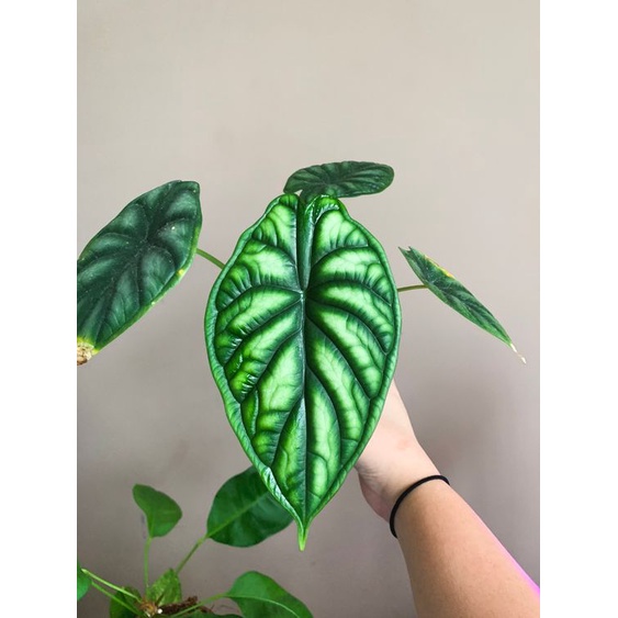 tanaman hias alocasia dragon scale