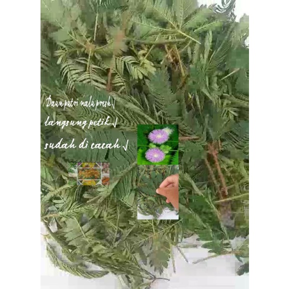 

Daun putri malu presh siap pake 1kg
