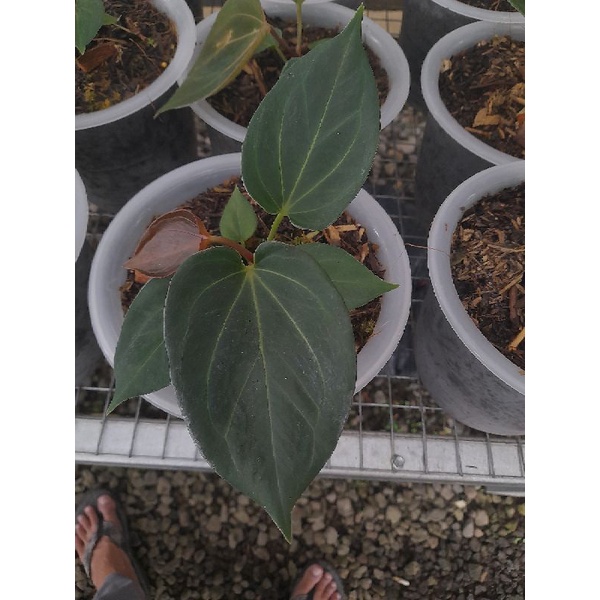 anthurium king of spades