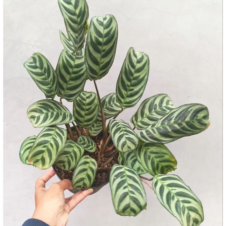 calathea burlemarx rimbun - calathea burlemarx - calathea sepat - tanaman calathea - calathea