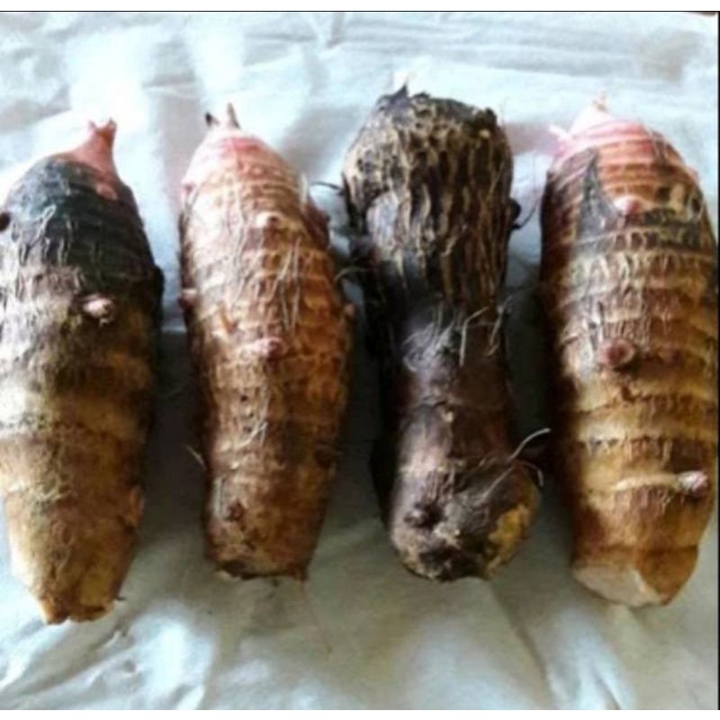 

UMBI TALAS SEGAR 1.KG