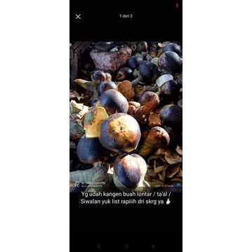 

buah siwalan/lontar
