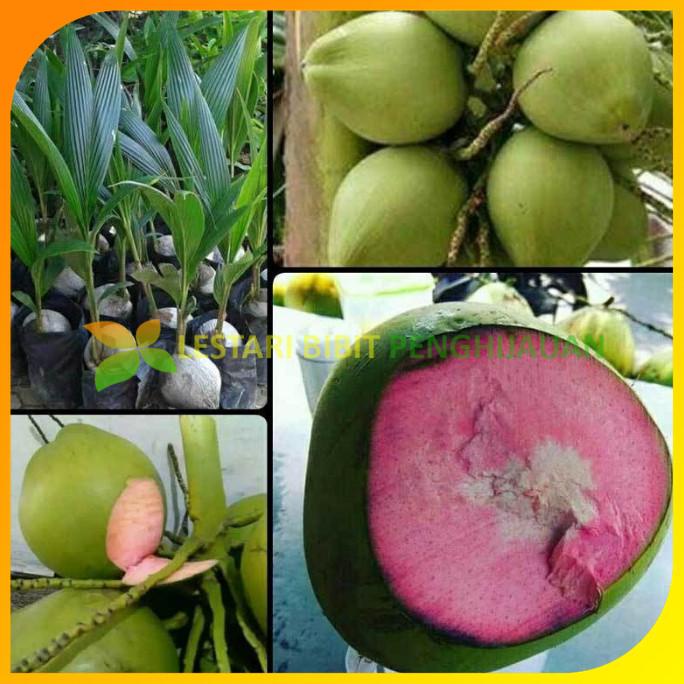 Bibit kelapa wulung genjah