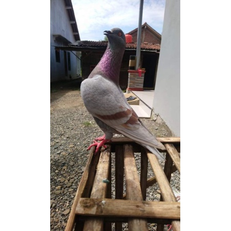 BAHAN MERPATI KOLONG