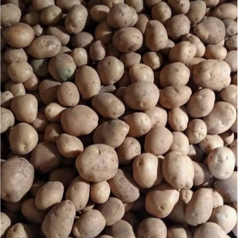 

Kentang / Kentang Dieng fresh