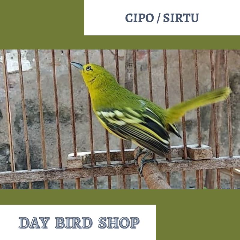 BURUNG CIPO / SIRTU JAMINAN JANTAN