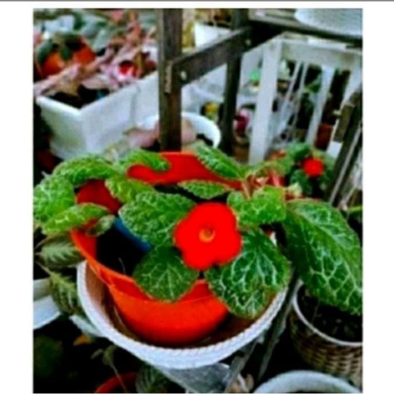 

Recomend Bibit Merah !