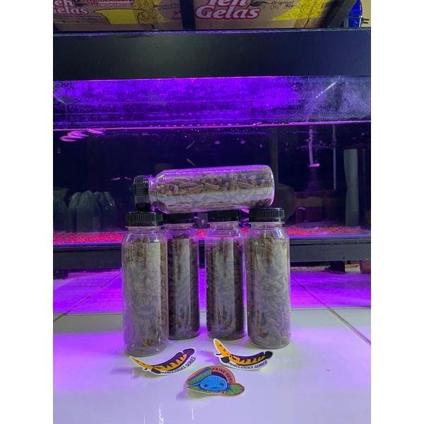 Pelet jahat Fajar arief free Stiker