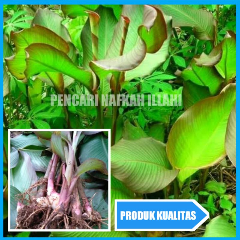 Bibit Ganyong bibit ganyong merah asli