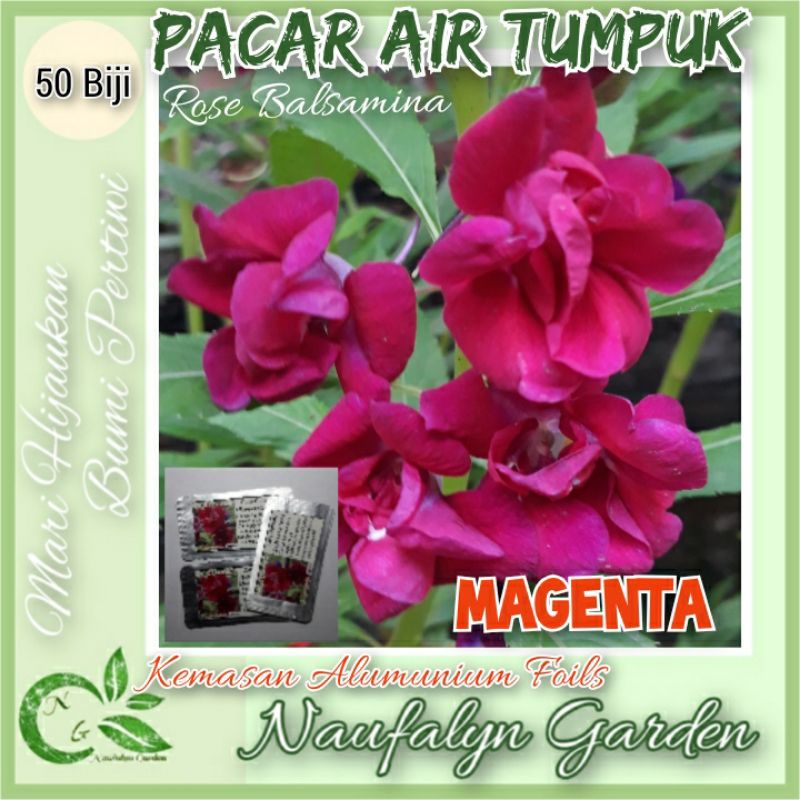 50 Benih Bibit Bunga Pacar Air Rose Balsamina Merah Magenta