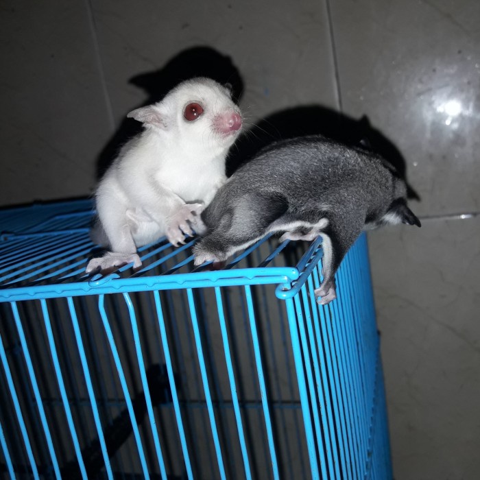 SUGAR GLIDER GREY HET CREAMINO