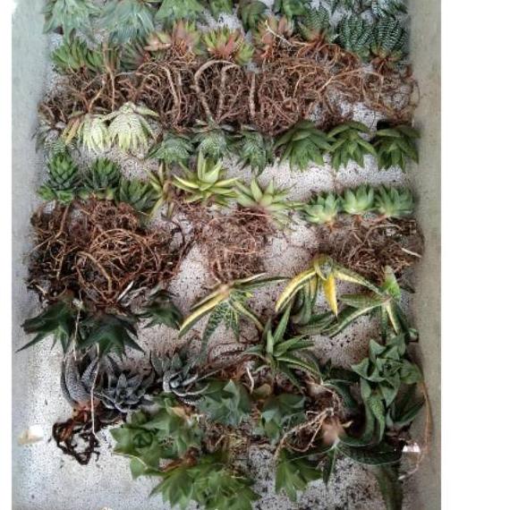 

Di⚡kon !! Paket haworthia 20pcs