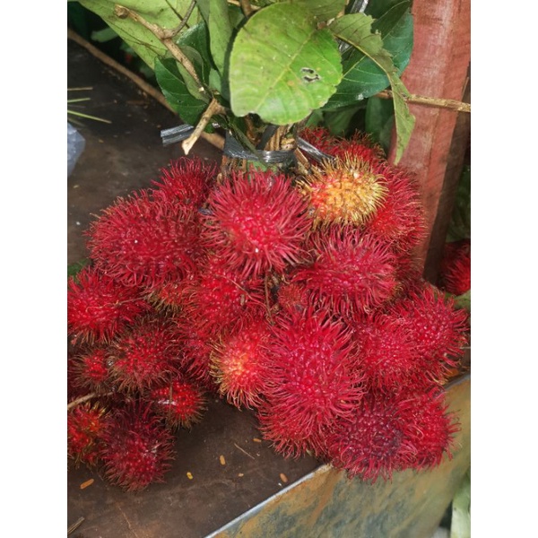 

Rambutan Super Rambutan Manis 1ikat