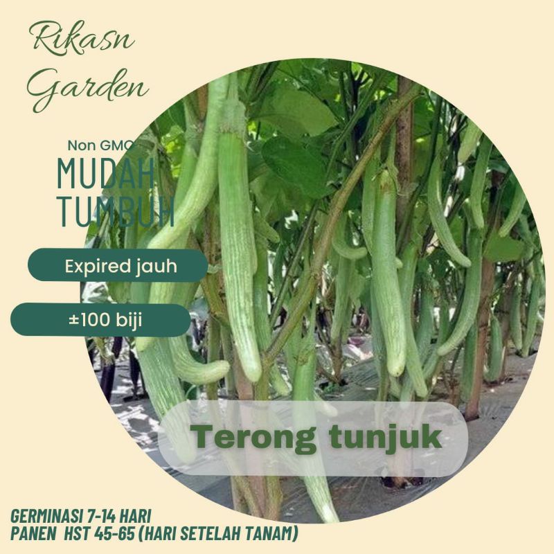KHUSUS BATAM, BARELANG, BELAKANG PADANG  benih biji bibit terong tunjuk