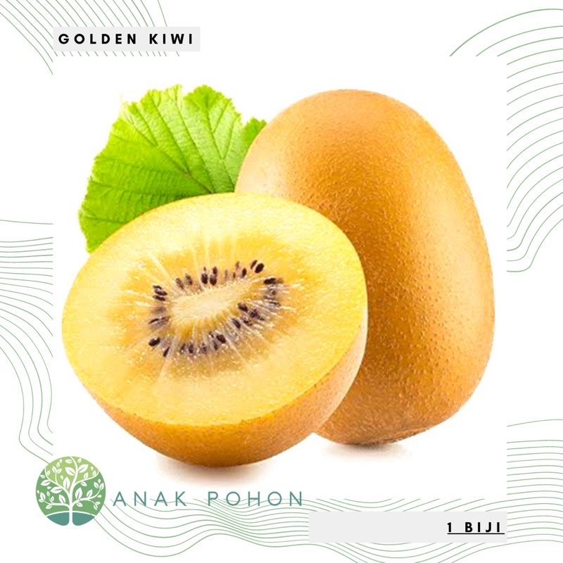 Benih Bibit Biji - Buah Golden Kiwi Gold / Kiwi Kuning Seeds - Kaya Antioksidan &amp; Vitamin C - IMPORT