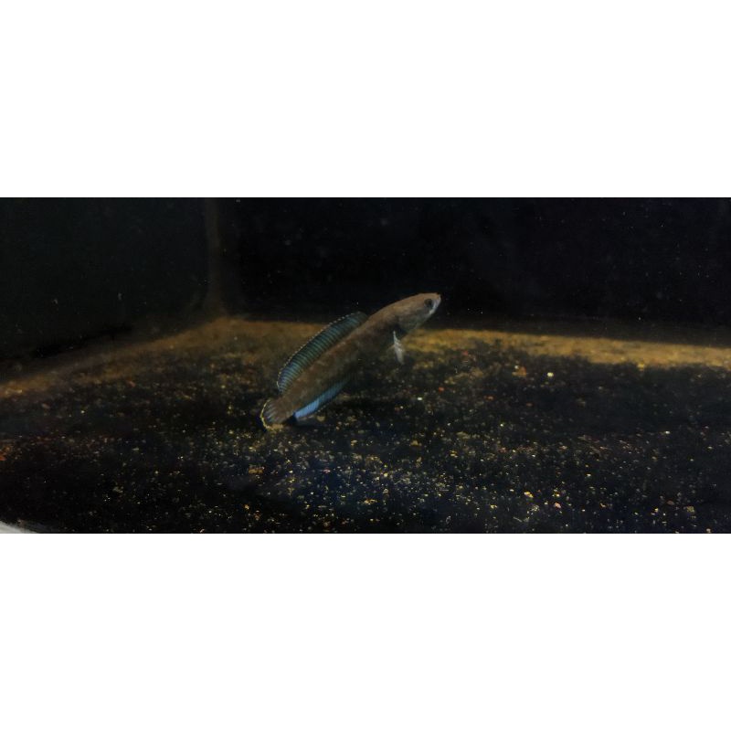 andrao 10-11 cm fiks female