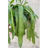 Baru! Tanaman gantung Wiku pseudorhipsalis panjang