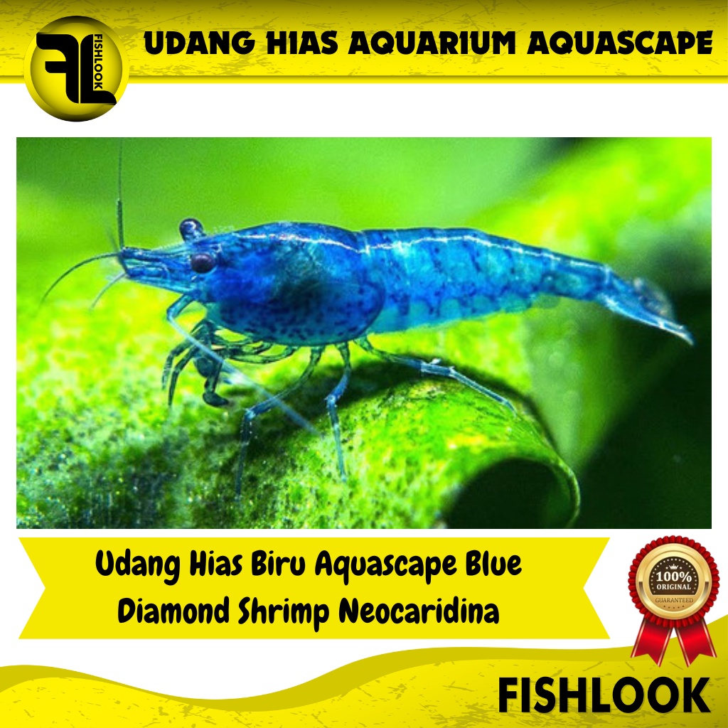 Udang Hias Biru Aquascape Blue Diamond Shrimp Neocaridina