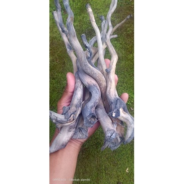 Akar senggani Besar olahan bebas Tanin