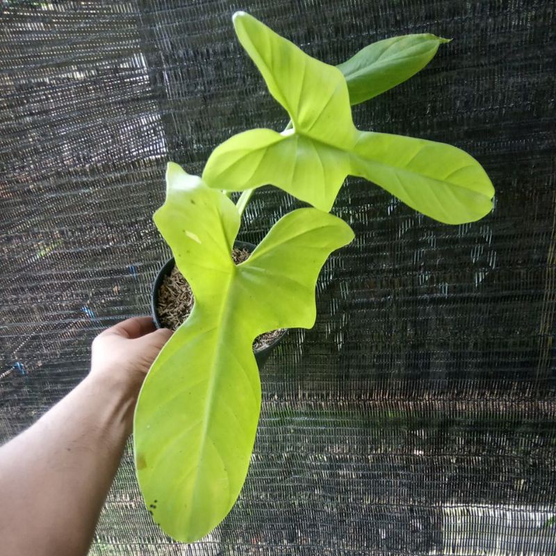 Philodendron Violin Golden