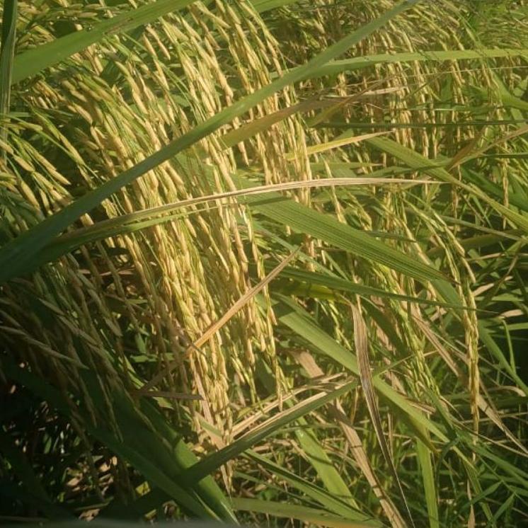 

Ready stock.. [Ready Stock] Benih Padi Basmati Aromatik gr/ Basmati Rice 88V