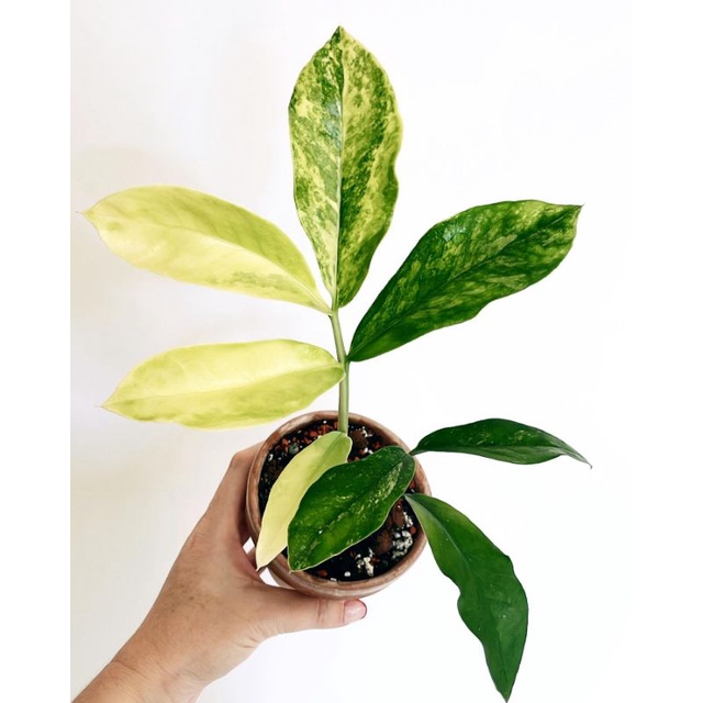Tanaman hias Zamia Culcas lokal Variegata / Zamioculcas varigata / Zz plant var / zamia kulkas culca