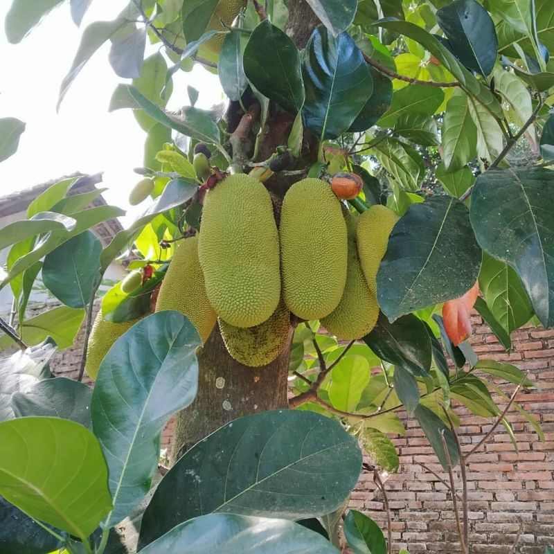 Pupuk Booster Organik Pelebat Buah Cempedak Dan Perangsang Agar Cepat Berbuah