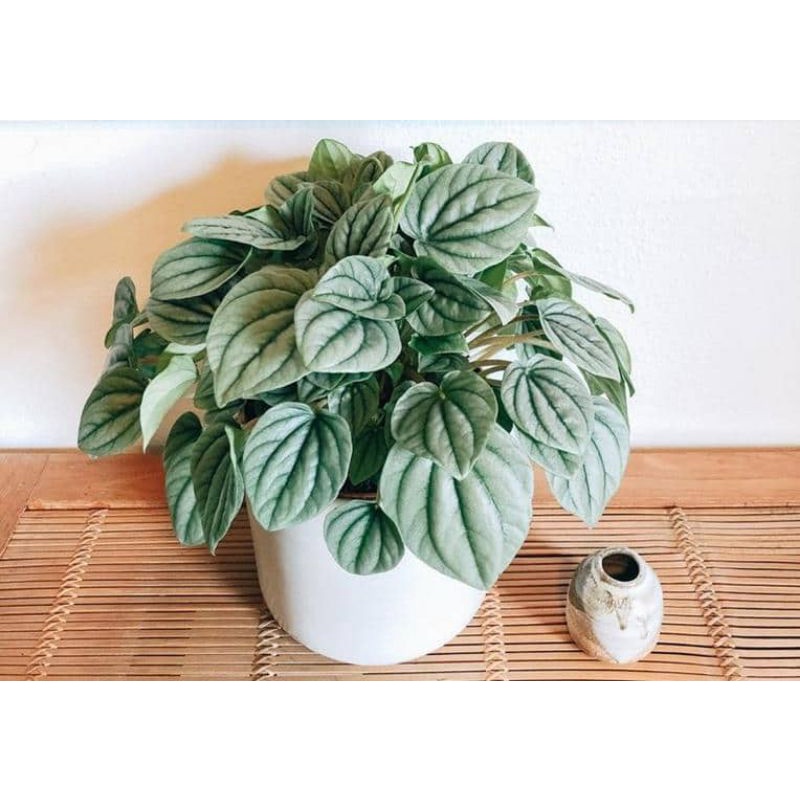 peperomia silver