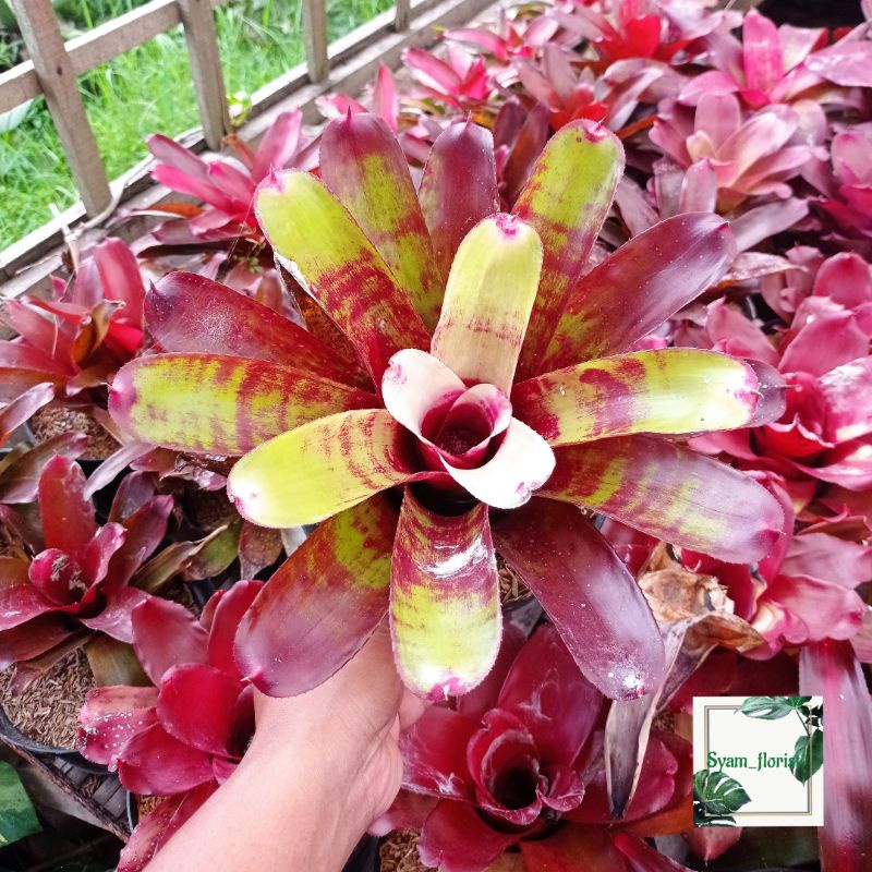 Tanaman Hias Bromelia Tiger Ornato
