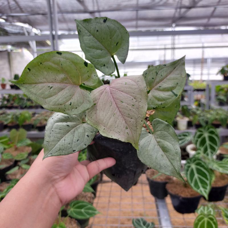 syngonium green splash