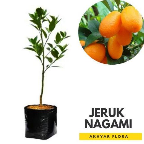 joss Bibit Jeruk Nagami Okulasi Pohon Jeruk Nagami Jepang viral